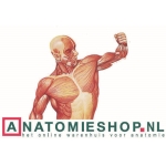 Anatomieshop