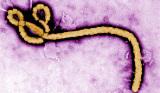 Afbeelding Ebola